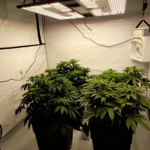 Growlog-Zeitleistenfoto von Sweet Valley Kush