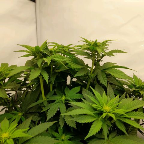 Growlog-Zeitleistenfoto von Sweet Valley Kush