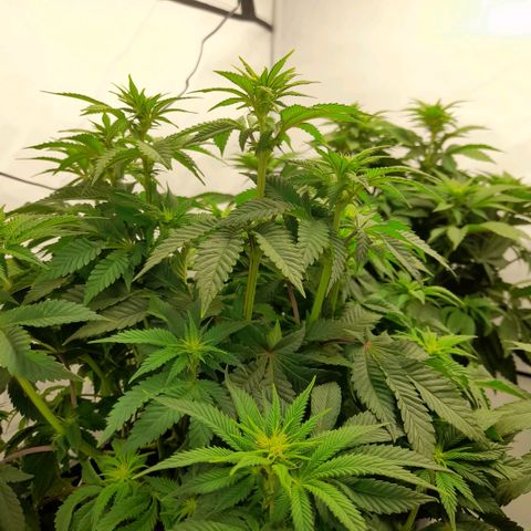 Growlog-Zeitleistenfoto von Sweet Valley Kush