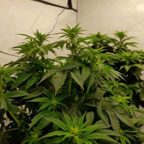 Growlog-Zeitleistenfoto von Sweet Valley Kush