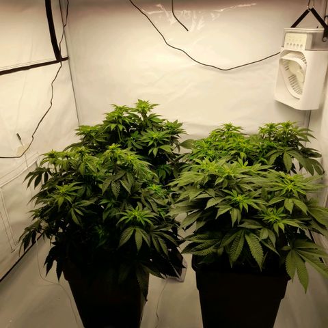 Growlog-Zeitleistenfoto von Sweet Valley Kush