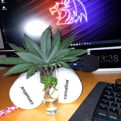 Growlog-Zeitleistenfoto von Sweet Valley Kush
