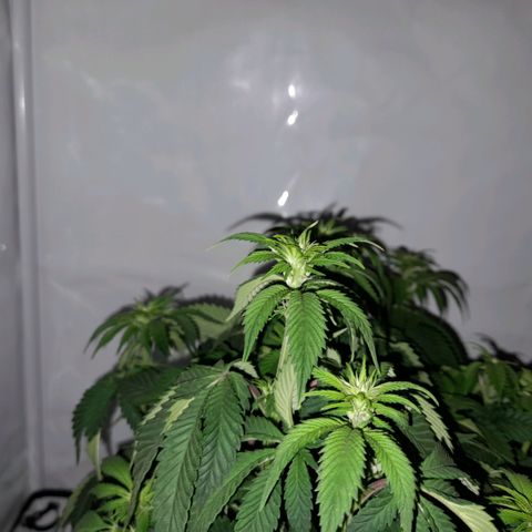 Growlog-Zeitleistenfoto von Sweet Valley Kush