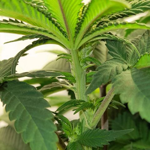 Growlog-Zeitleistenfoto von Sweet Valley Kush