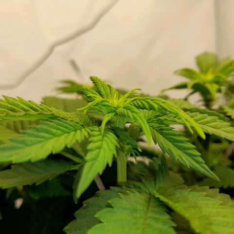 Growlog-Zeitleistenfoto von Sweet Valley Kush