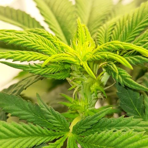 Growlog-Zeitleistenfoto von Sweet Valley Kush