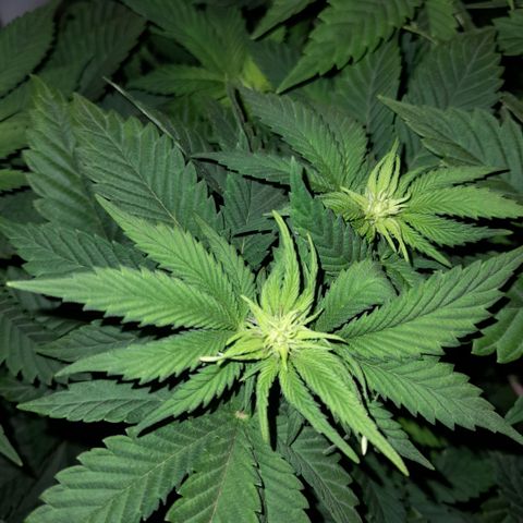 Growlog-Zeitleistenfoto von Sweet Valley Kush