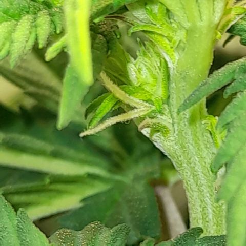 Growlog-Zeitleistenfoto von Sweet Valley Kush