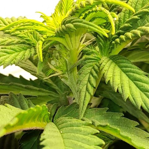 Growlog-Zeitleistenfoto von Sweet Valley Kush