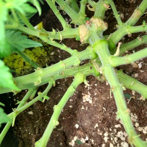 Growlog-Zeitleistenfoto von Sweet Valley Kush