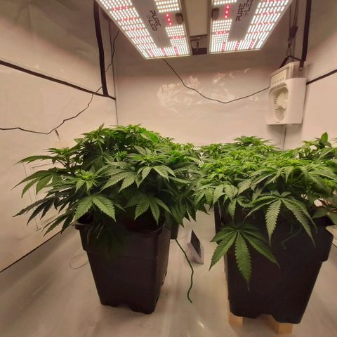 Growlog-Zeitleistenfoto von Sweet Valley Kush