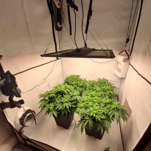 Growlog-Zeitleistenfoto von Sweet Valley Kush