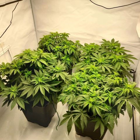 Growlog-Zeitleistenfoto von Sweet Valley Kush