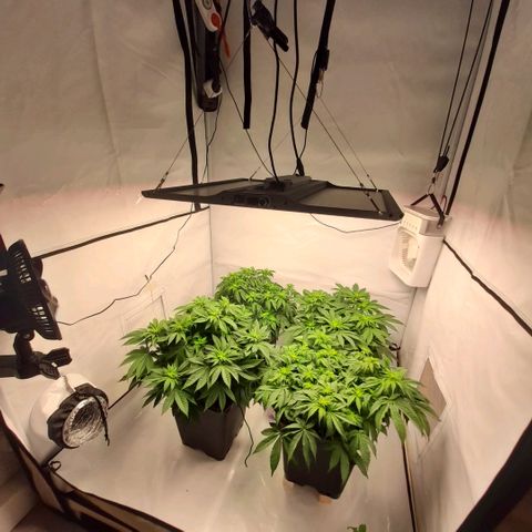 Growlog-Zeitleistenfoto von Sweet Valley Kush