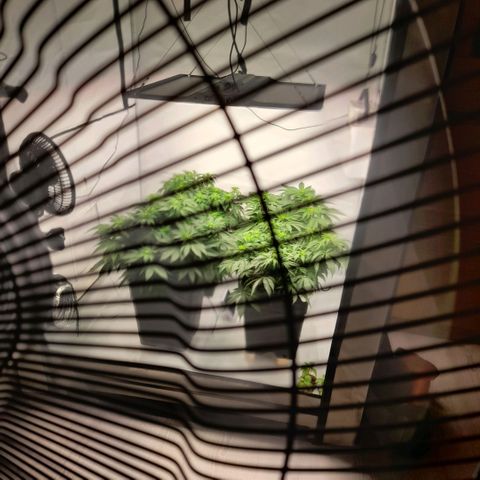 Growlog-Zeitleistenfoto von Sweet Valley Kush