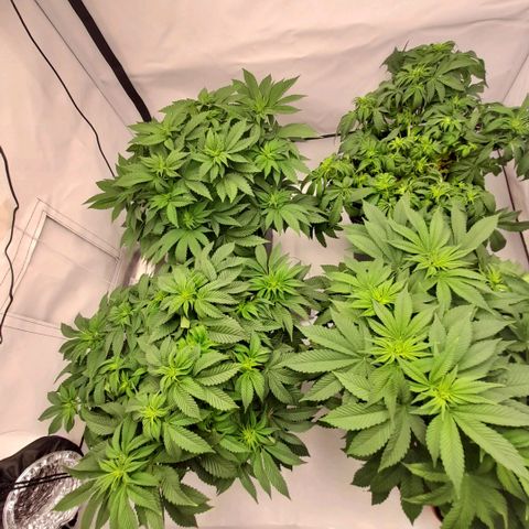 Growlog-Zeitleistenfoto von Sweet Valley Kush