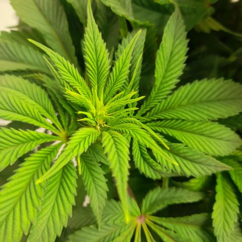 Growlog-Zeitleistenfoto von Sweet Valley Kush