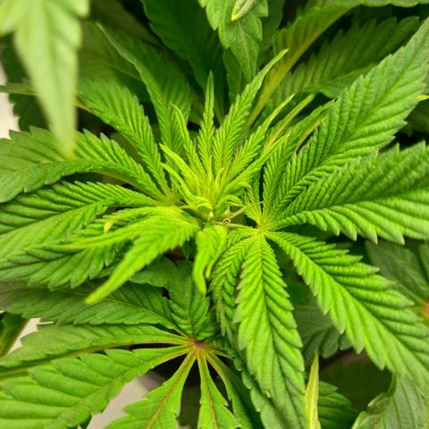 Growlog-Zeitleistenfoto von Sweet Valley Kush
