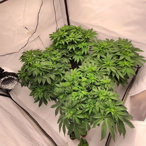 Growlog-Zeitleistenfoto von Sweet Valley Kush