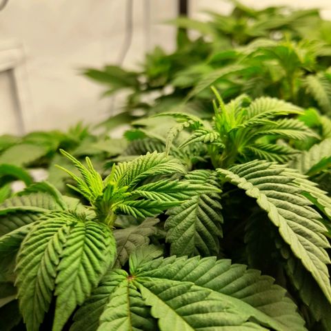 Growlog-Zeitleistenfoto von Sweet Valley Kush