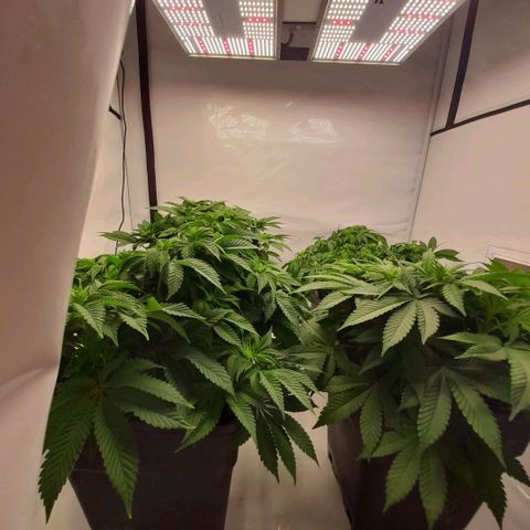 Growlog-Zeitleistenfoto von Sweet Valley Kush