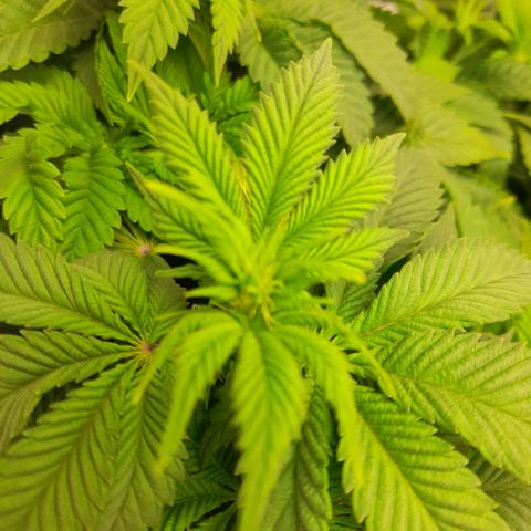 Growlog-Zeitleistenfoto von Sweet Valley Kush