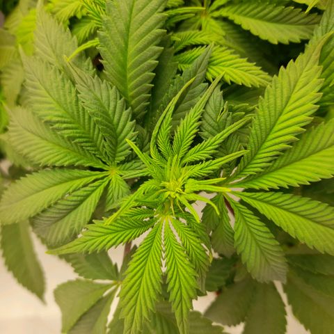 Growlog-Zeitleistenfoto von Sweet Valley Kush