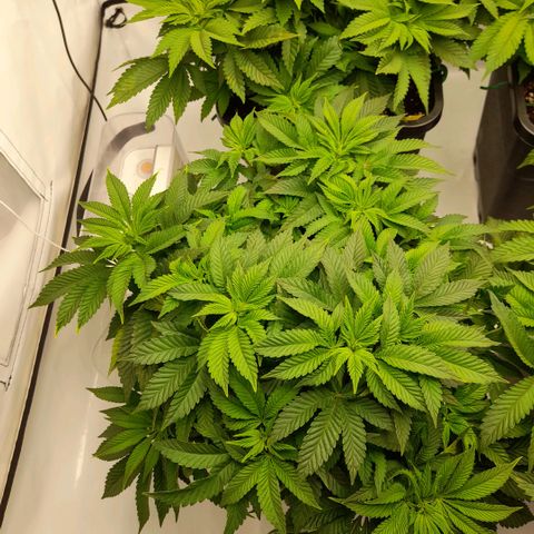 Growlog-Zeitleistenfoto von Sweet Valley Kush