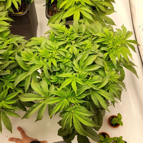 Growlog-Zeitleistenfoto von Sweet Valley Kush