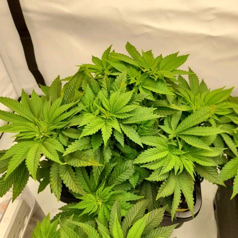 Growlog-Zeitleistenfoto von Sweet Valley Kush