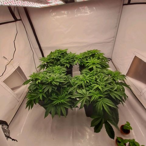 Growlog-Zeitleistenfoto von Sweet Valley Kush
