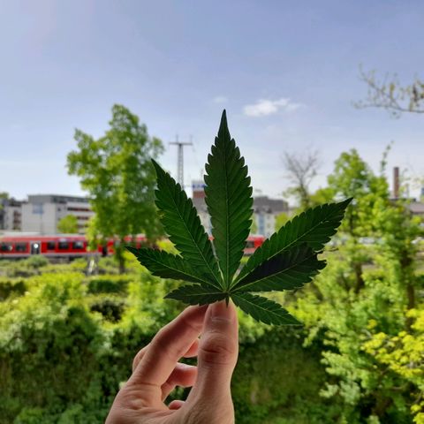 Growlog-Zeitleistenfoto von Sweet Valley Kush