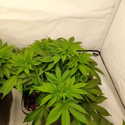 Growlog-Zeitleistenfoto von Sweet Valley Kush