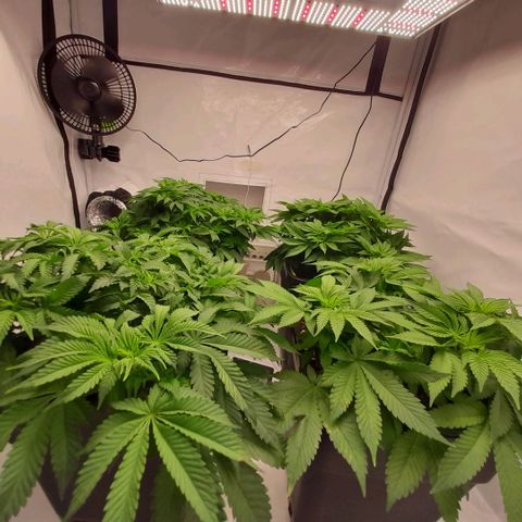 Growlog-Zeitleistenfoto von Sweet Valley Kush