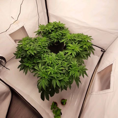 Growlog-Zeitleistenfoto von Sweet Valley Kush