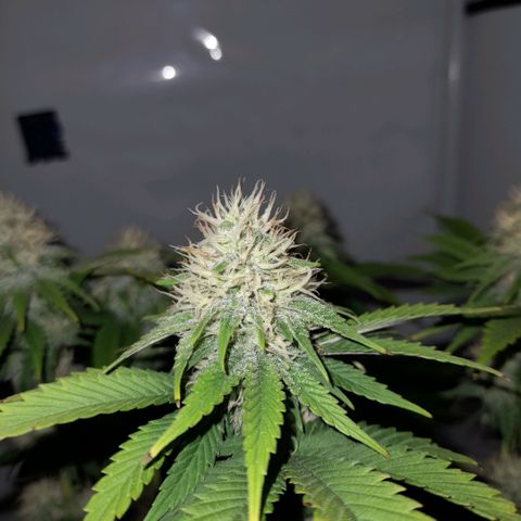 Growlog-Zeitleistenfoto von Sweet Valley Kush