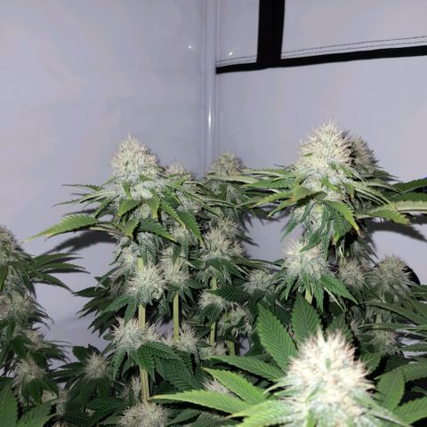 Growlog-Zeitleistenfoto von Sweet Valley Kush