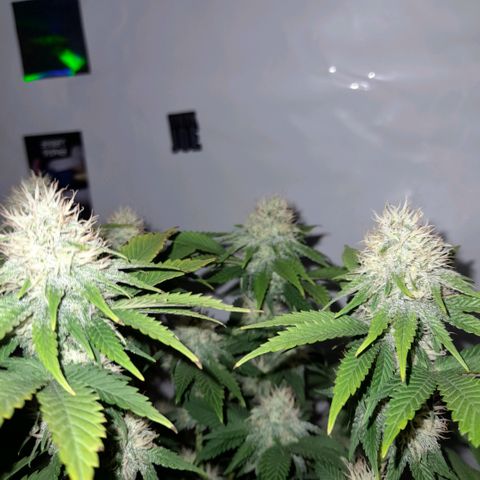 Growlog-Zeitleistenfoto von Sweet Valley Kush