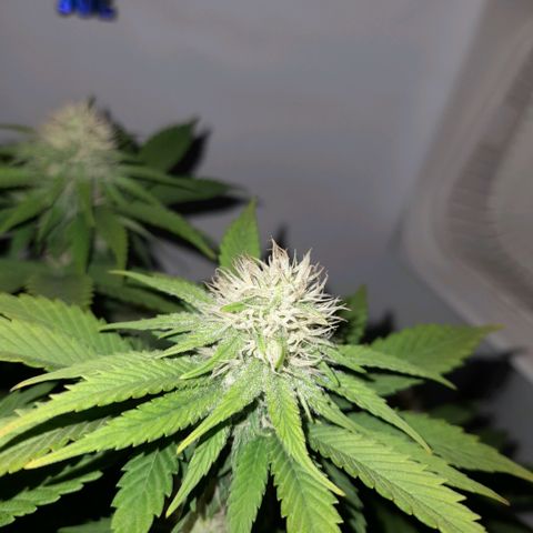Growlog-Zeitleistenfoto von Sweet Valley Kush