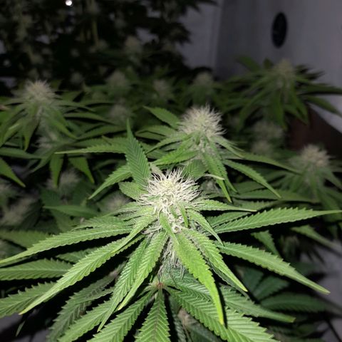 Growlog-Zeitleistenfoto von Sweet Valley Kush