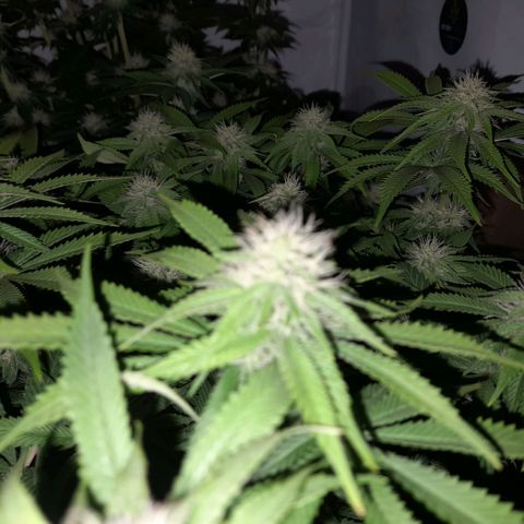 Growlog-Zeitleistenfoto von Sweet Valley Kush