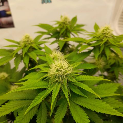 Growlog-Zeitleistenfoto von Sweet Valley Kush