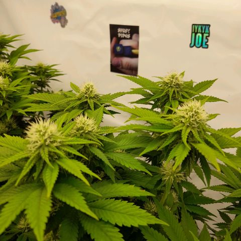 Growlog-Zeitleistenfoto von Sweet Valley Kush