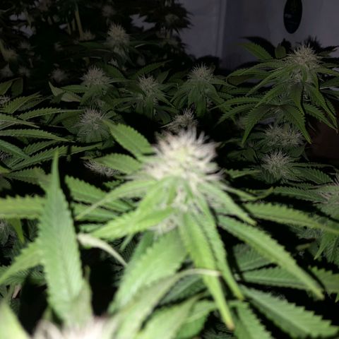 Growlog-Zeitleistenfoto von Sweet Valley Kush