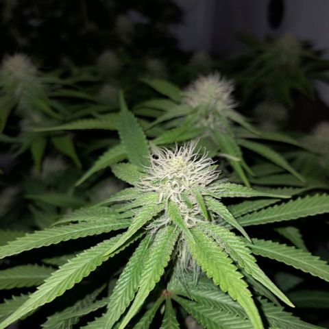 Growlog-Zeitleistenfoto von Sweet Valley Kush