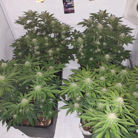 Growlog-Zeitleistenfoto von Sweet Valley Kush