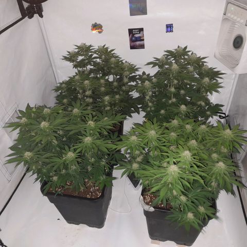 Growlog-Zeitleistenfoto von Sweet Valley Kush
