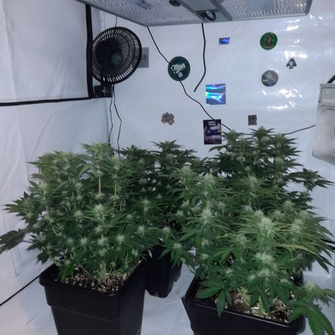 Growlog-Zeitleistenfoto von Sweet Valley Kush