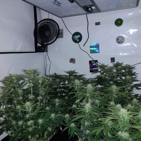 Growlog-Zeitleistenfoto von Sweet Valley Kush