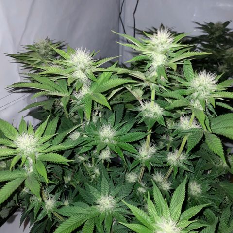 Growlog-Zeitleistenfoto von Sweet Valley Kush